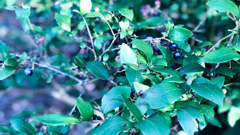 【長野県 北佐久郡 御代田町】ラフォーレの森