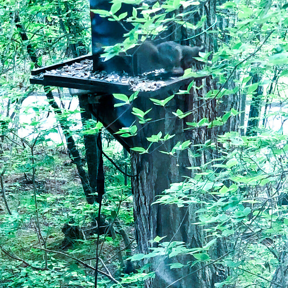 【長野県 北佐久郡 御代田町】ラフォーレの森