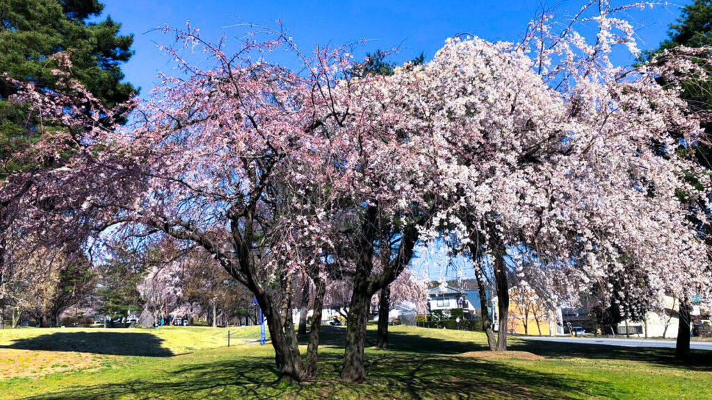 雪窓公園（せっそうこうえん）【長野県 北佐久郡 御代田町 御代田】