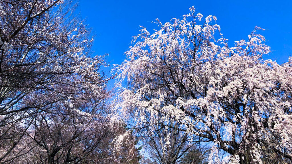 雪窓公園（せっそうこうえん）【長野県 北佐久郡 御代田町 御代田】